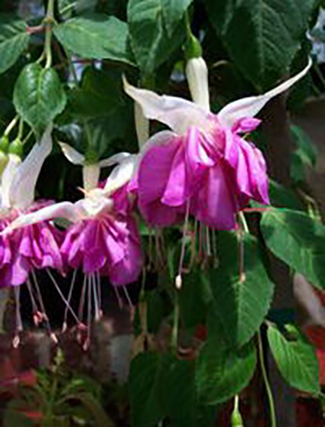 Fuschia Care Wombat Gully Plant Farm