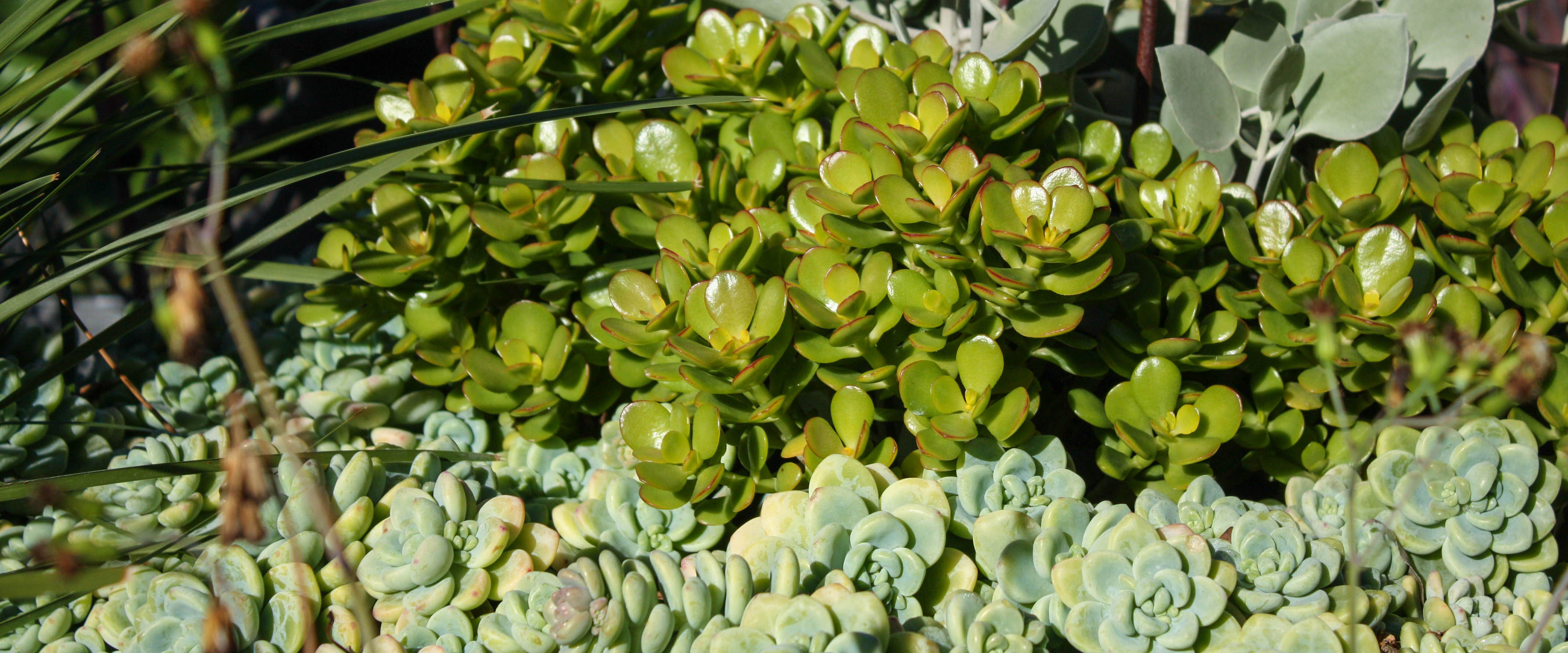 Succulents - Wombat Gully Plant Farm
